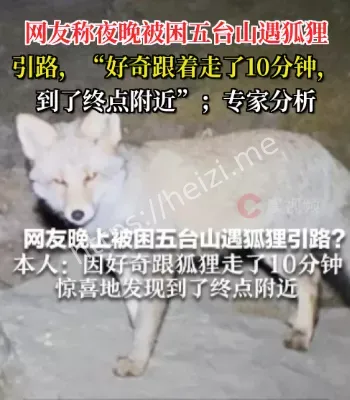 五台山遇狐狸引路