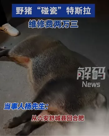 特斯拉撞野猪